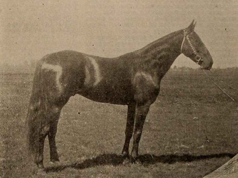animals that changed history