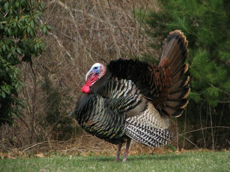 turkey