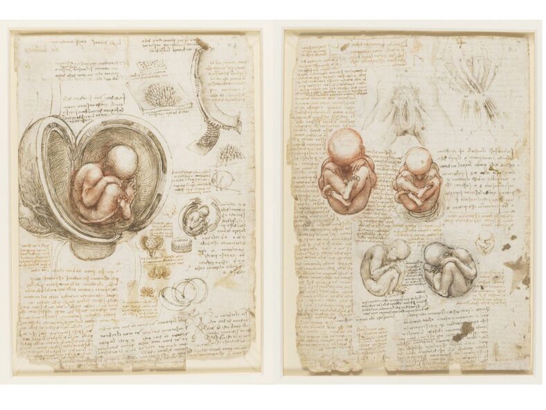 Studies of the foetus in the womb Leonardo da Vinci Wiki Commons