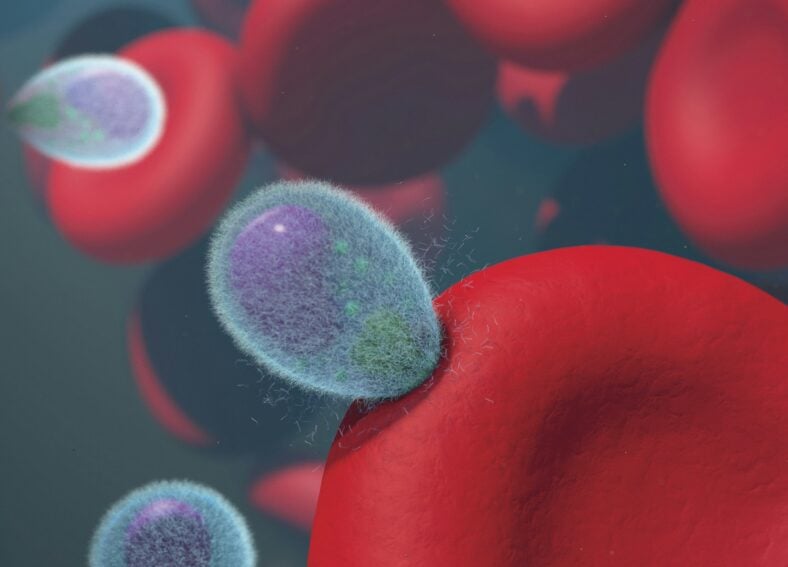 malaria